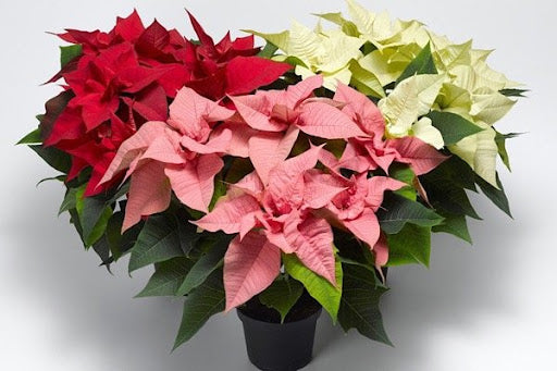 Holiday Plants Pre-Book