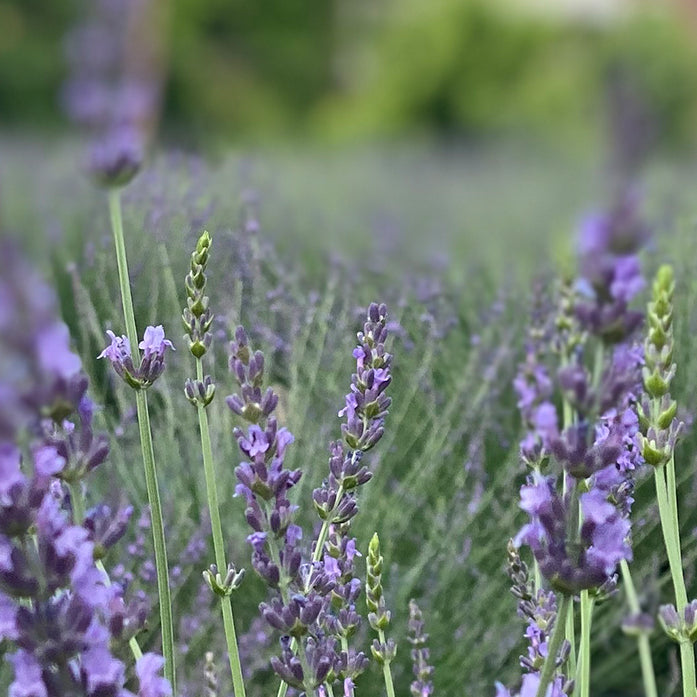 Lavender Field of Dreams