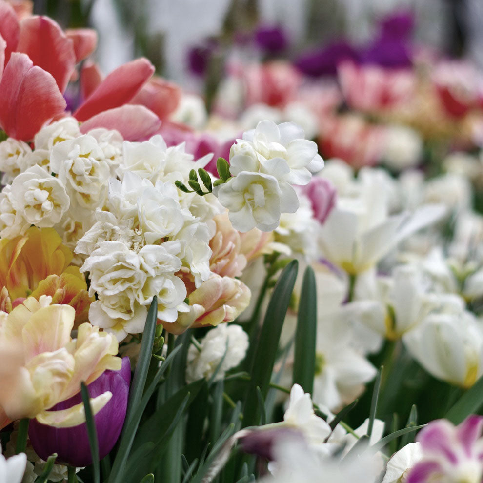 Blooming Plants — Baisch & Skinner