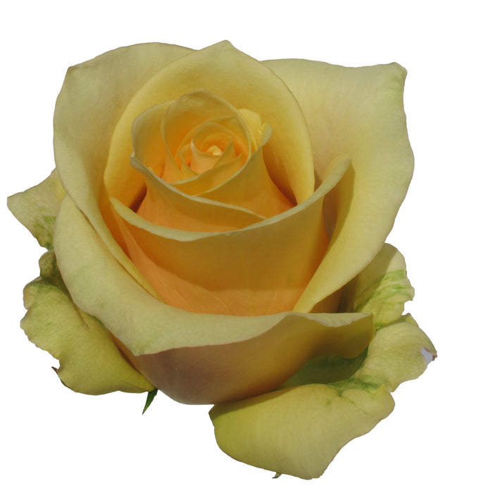 Yellow Roses