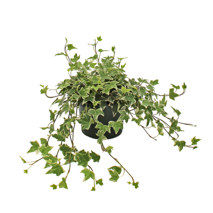 4 in Ivy