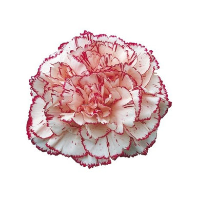 Carnation Peppermint