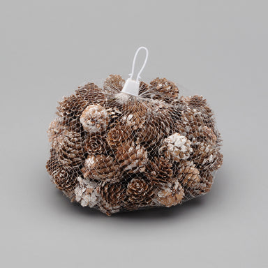 White Tipped Pinecones