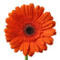 Gerbera Orange