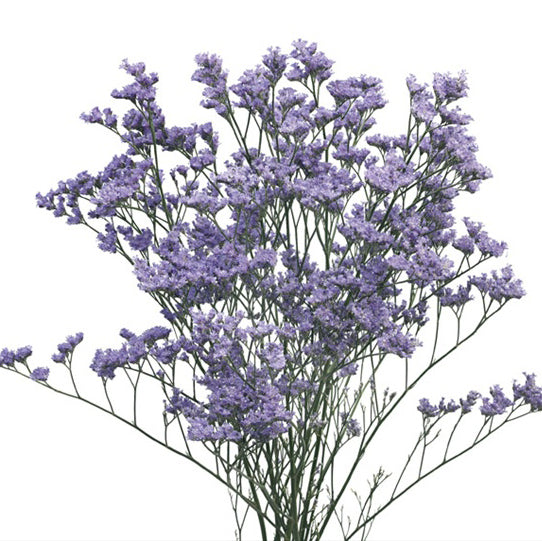 Caspia Limonium