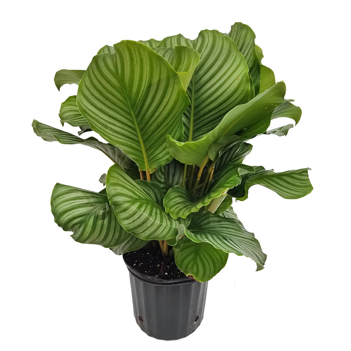 10 in Calathea Asst