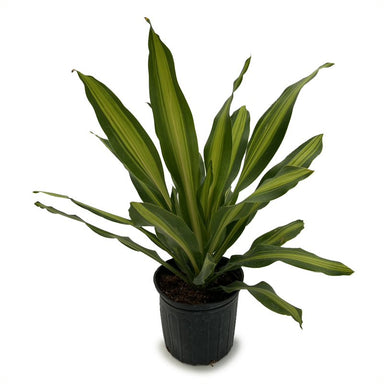 10 In Dracaena Giganta