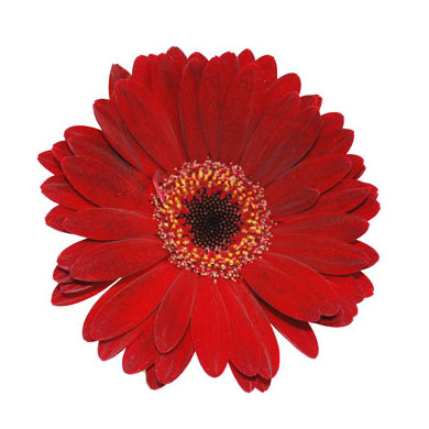 Gerbera Red