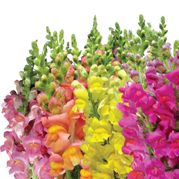 Snapdragons