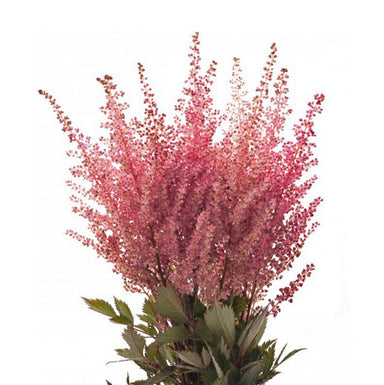 Astilbe