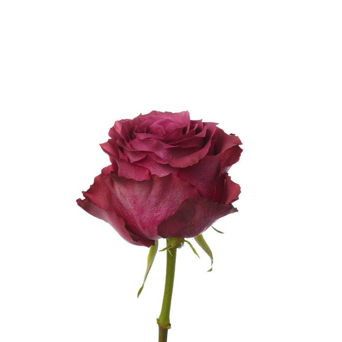 Lavender Roses