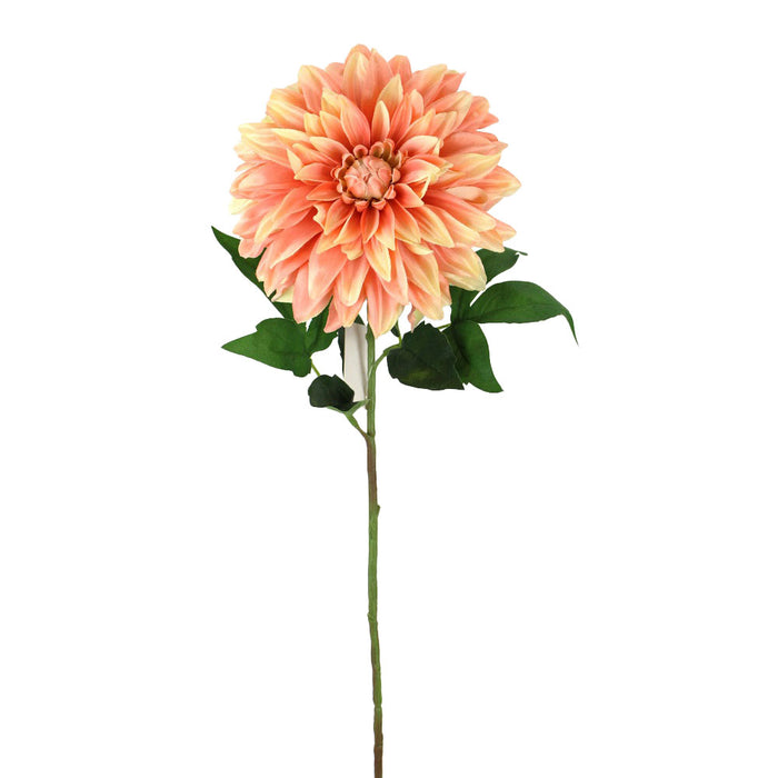 29 in Stellar Dahlia Stem