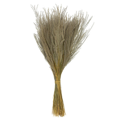 14-20" Natural Snowdrop Grass - 9oz