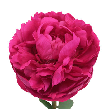 Peony Hot Pink