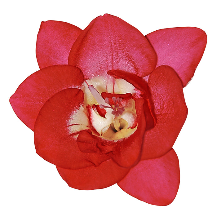 Freesia Red Canada