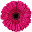 Gerber Daisy