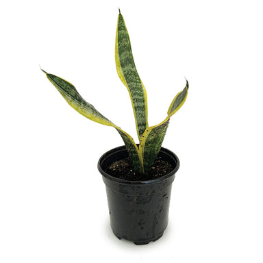 4 in Sansevieria