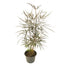 6" Aralia