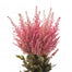 Astilbe