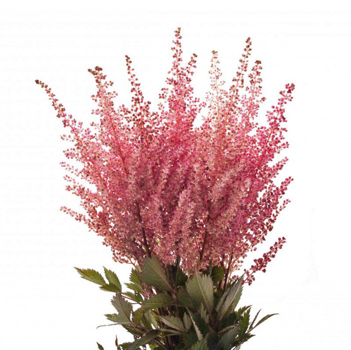 Astilbe