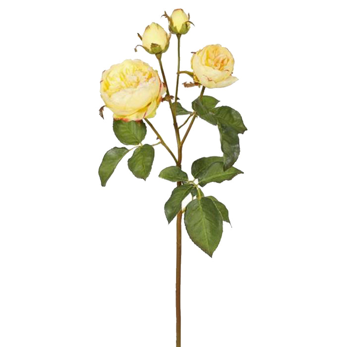 English Cathedral Rose - Yellow