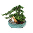 Bonsai Juniper Tree