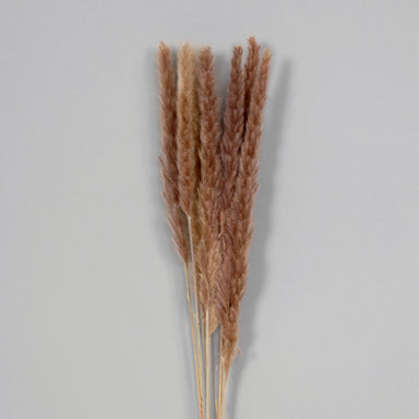 29" Dried Pampas Bunch - Natural