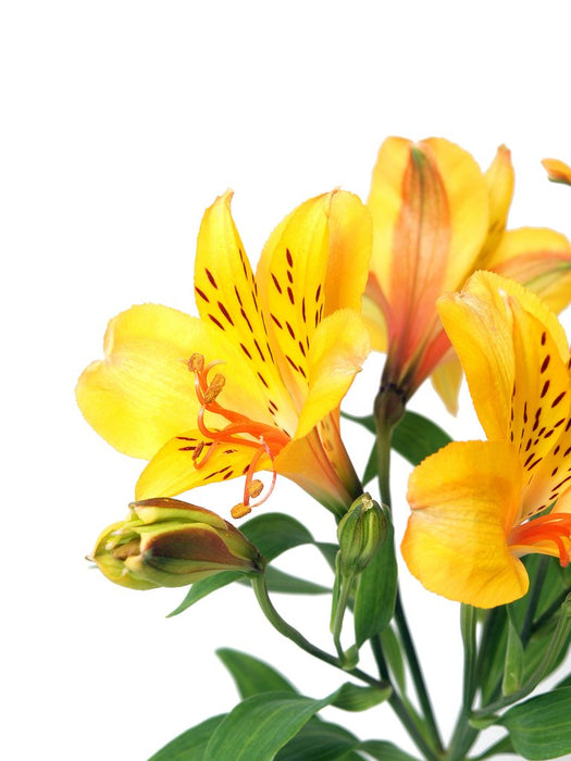 Alstroemeria Yellow