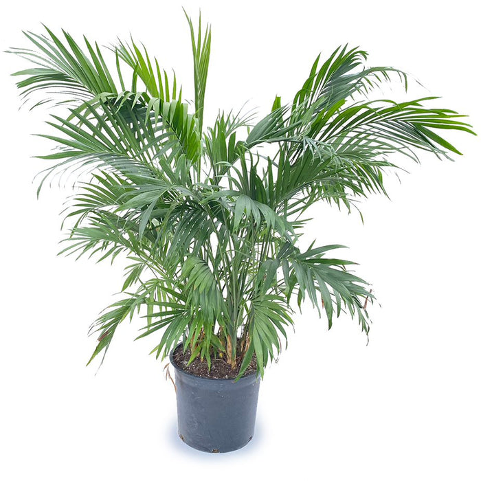 Cat Palm