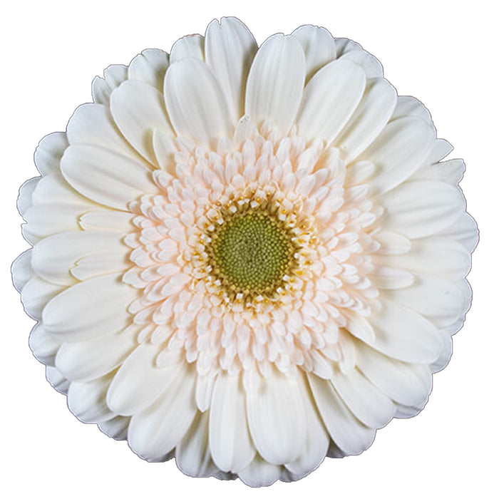 Gerber Daisy