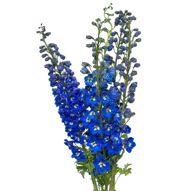 Delphinium