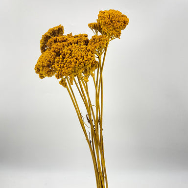 Yarrow
