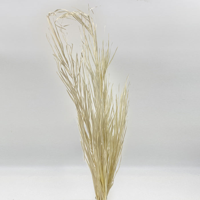 Date Leaves Bleached