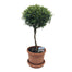 6 in Myrtle Topiary