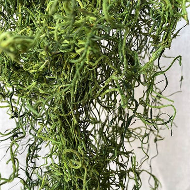 Spanish Moss Bagged - Green