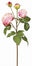 English Cathedral Rose - Pink/Red