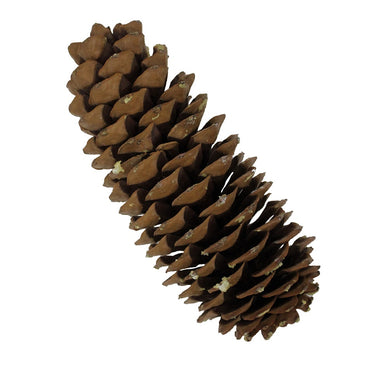 Large Sugar Pine Cone