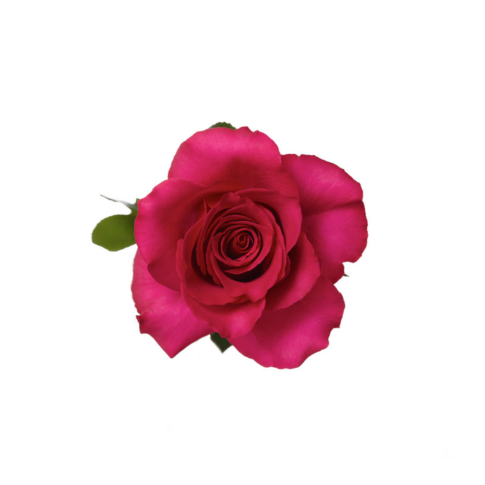 Hot Pink Roses