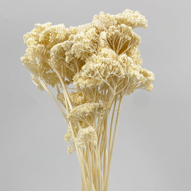 Achillea bleached