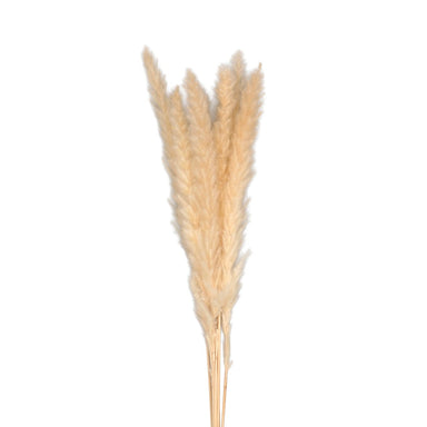 29" Dried Pampas Bunch - Cream