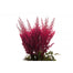 Astilbe