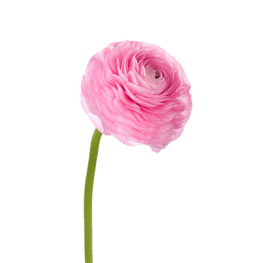 Ranunculus Pink