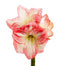 Amaryllis