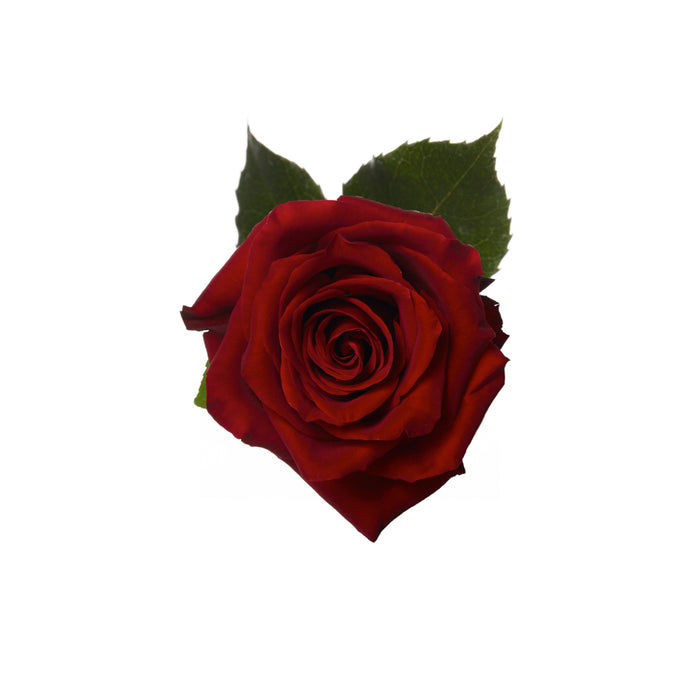 Red Roses