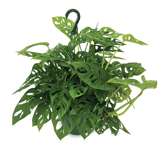 8" Monstera Adonsii Hanging Basket
