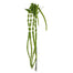 48 in Amaranth Spray - Green