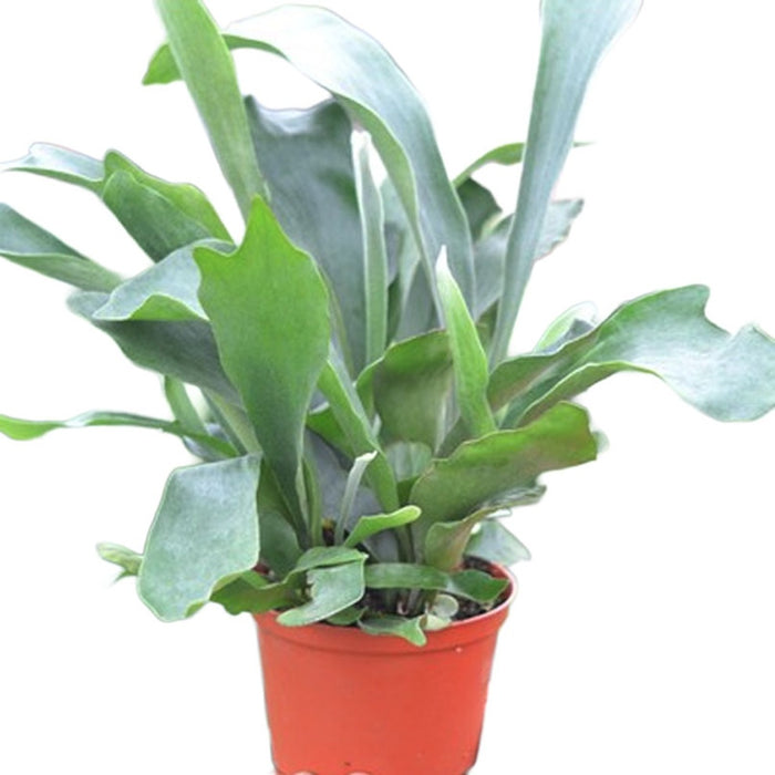 6 in Staghorn Fern