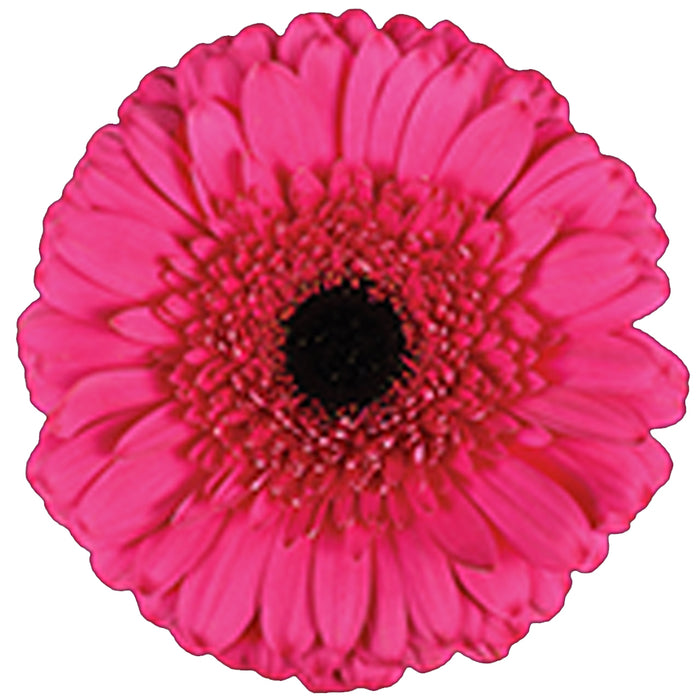 Gerber Daisy
