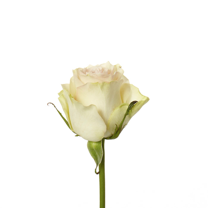 Rose Peach Marzipan 50cm