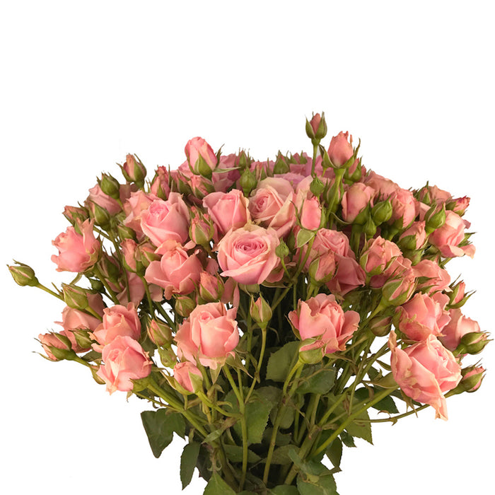 Spray Rose